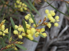 Acacia iteaphylla