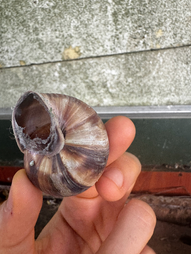 Turkish Snail