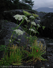 Conioselinum gmelinii