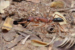 Harpegnathos saltator