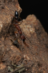 Harpegnathos saltator