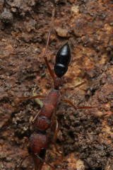 Harpegnathos saltator