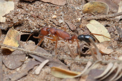 Harpegnathos saltator
