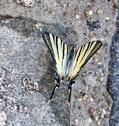 Scarce Swallowtail