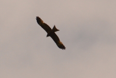 Black Kite