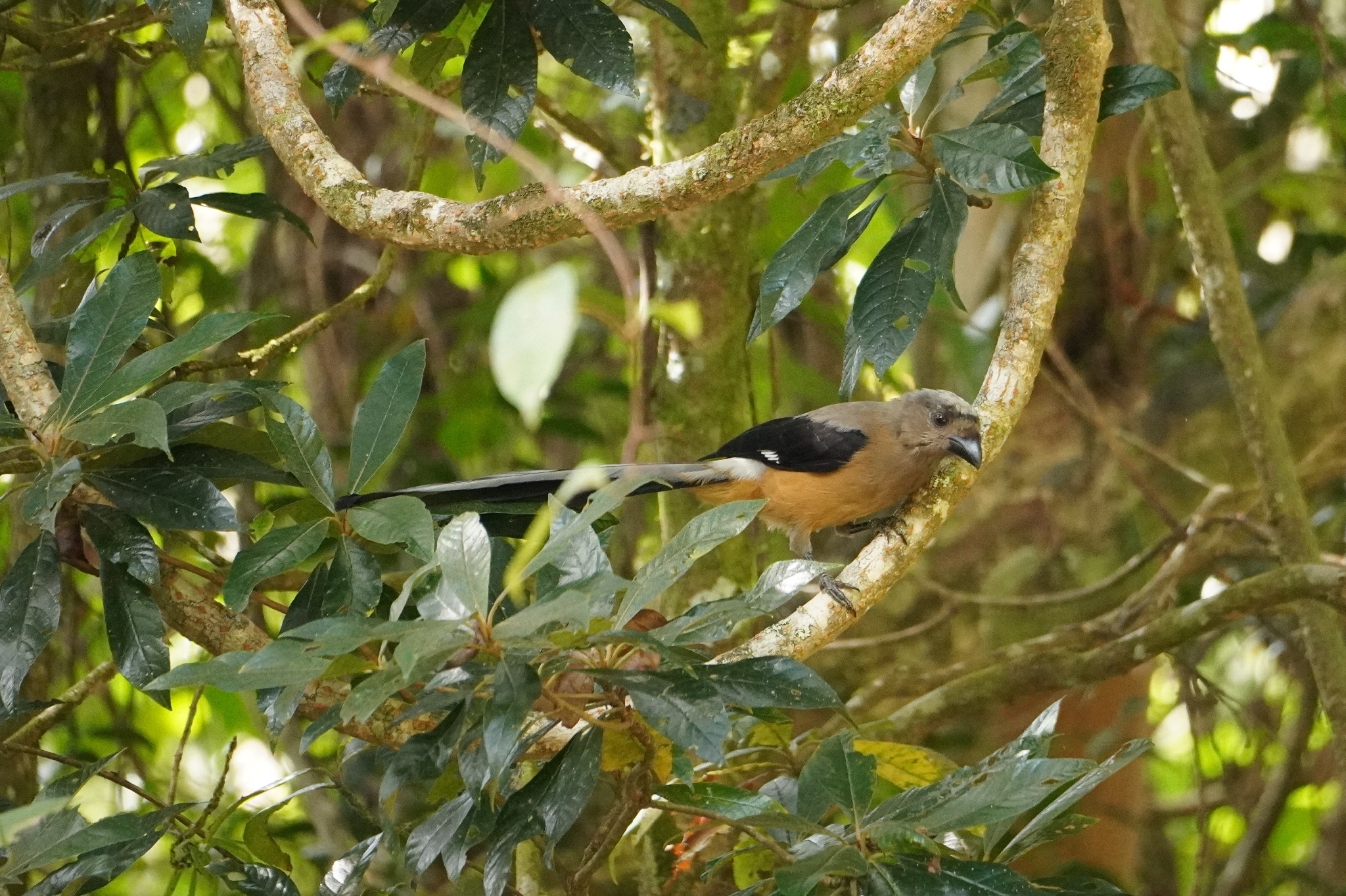 Bornean Treepie (Dendrocitta cinerascens), photo 5