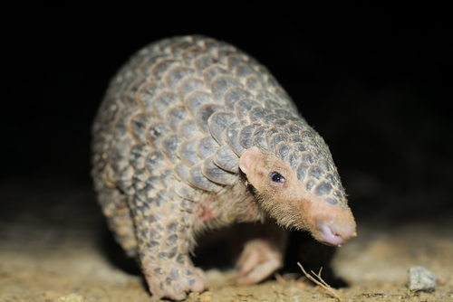 Short-tailed Pangolin