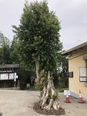 Melaleuca leucadendra