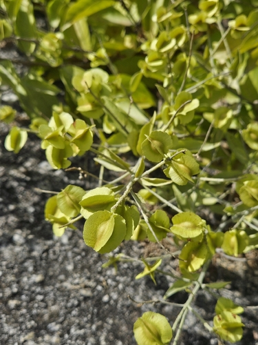 Combretum leprosum
