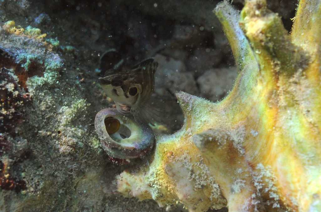 Spotcheek Blenny