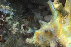 Brockius nigricinctus