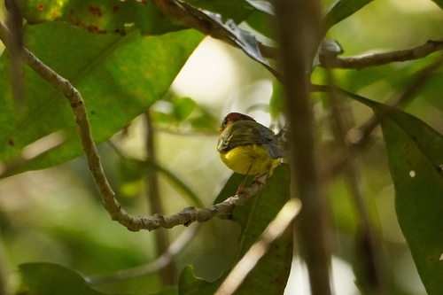 Yellow-breasted Warbler (Phylloscopus montis), photo 7