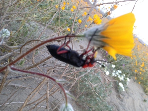 Master Blister Beetle photo 5
