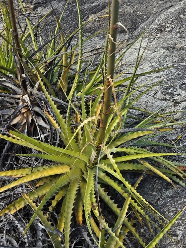 Encholirium spectabile