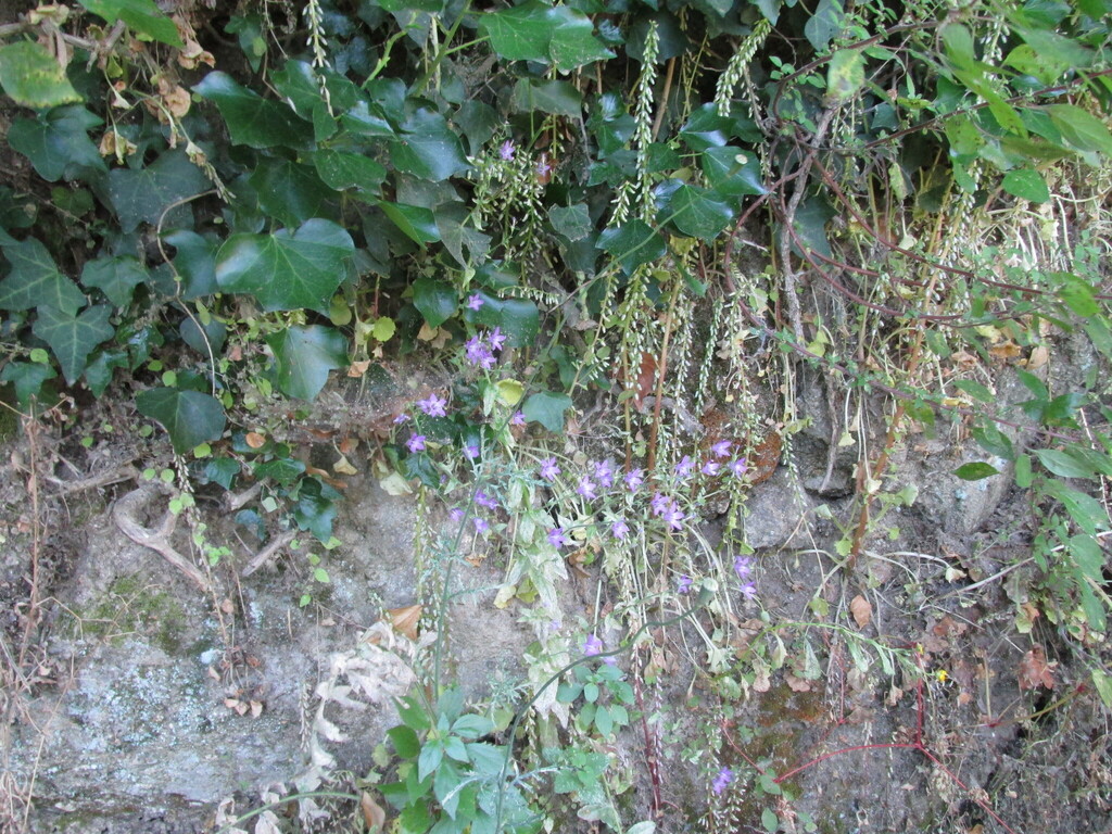 Hedera hibernica; photograph (c) zebedeugalinha, some rights reserved (CC BY)