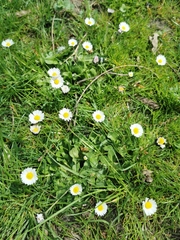 Bellis perennis