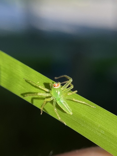 Magnolia Green Jumping Spider