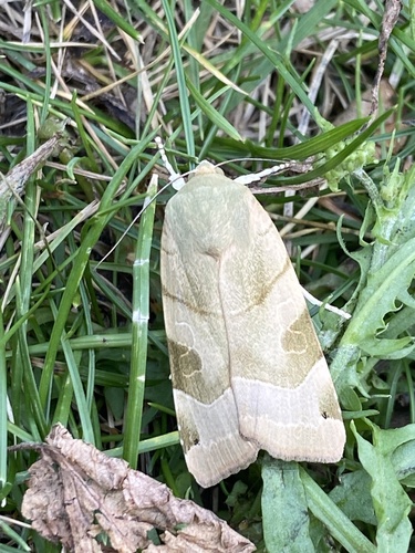 Broad-bordered Yellow Underwing