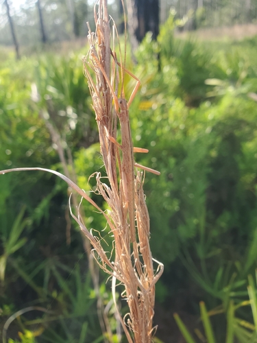 Southern Two-striped Walkingstick