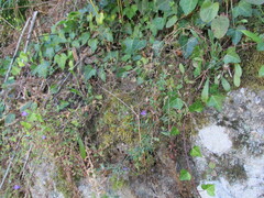 (c) zebedeugalinha, some rights reserved (CC BY) Hedera hibernica, photograph (c) zebedeugalinha, some rights reserved (CC BY)