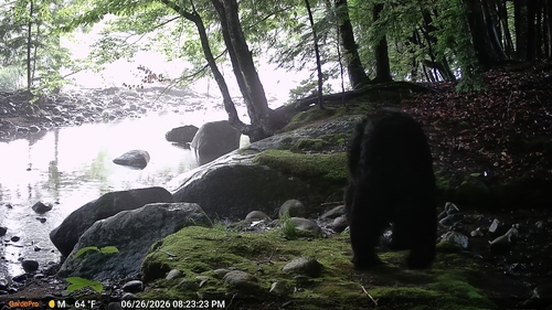 American Black Bear