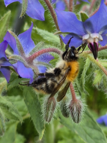 Common Carder Bumble Bee