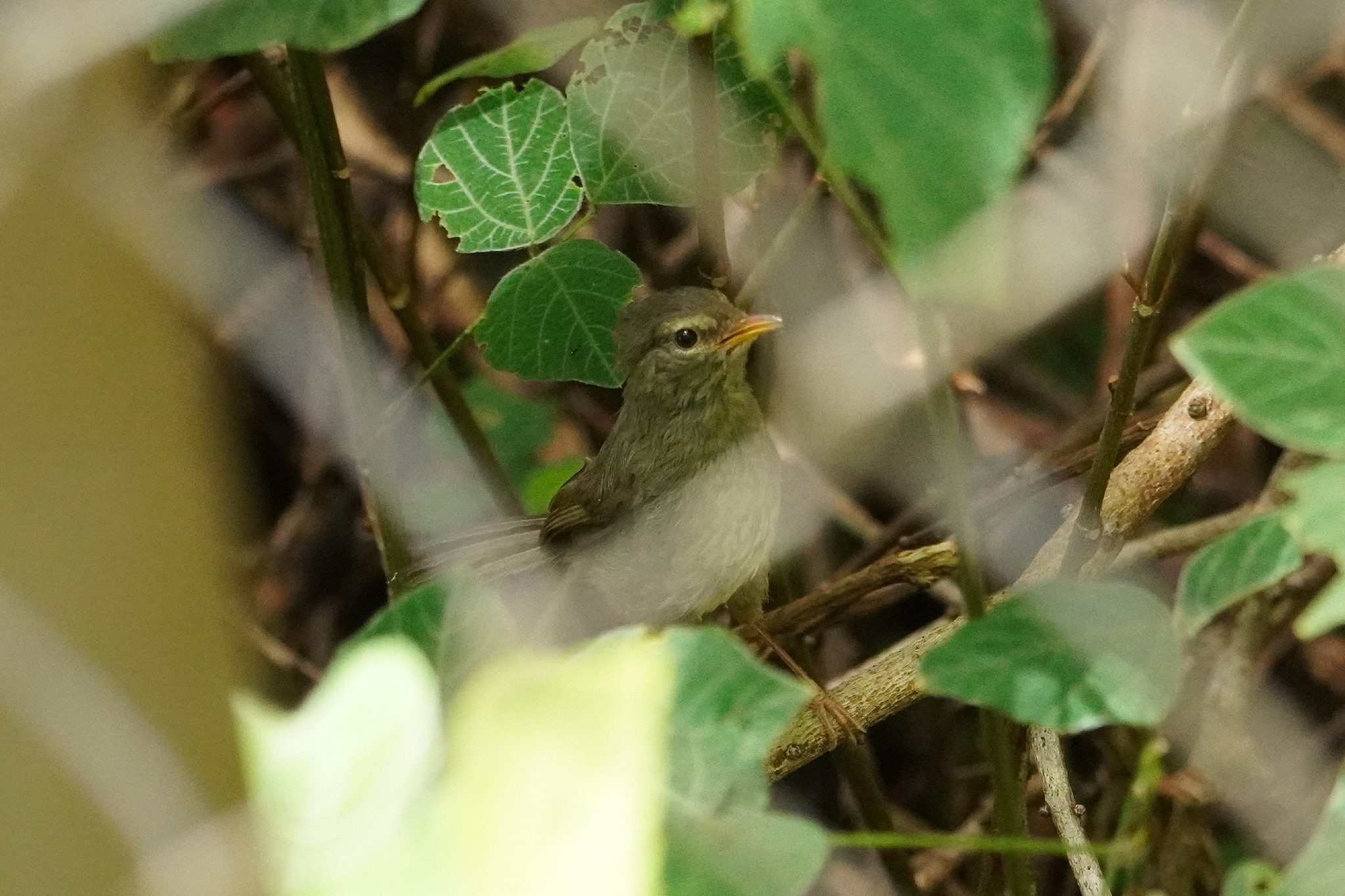 Aberrant Bush Warbler (Horornis flavolivaceus), photo 2