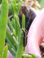 Agapanthia suturalis