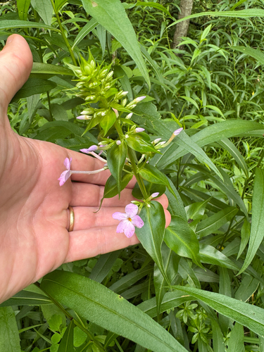 Phlox maculata, photograph 6