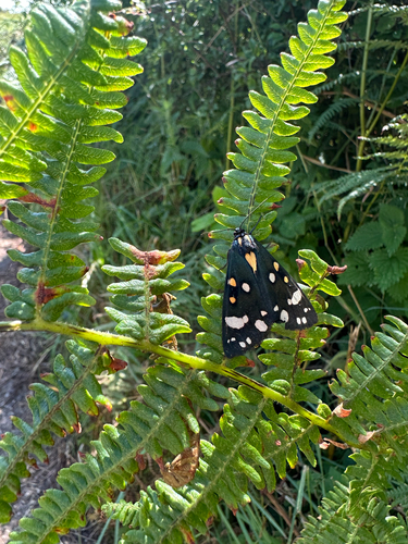 Scarlet Tiger