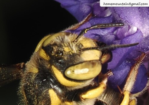 Florentine Woolcarder Bee