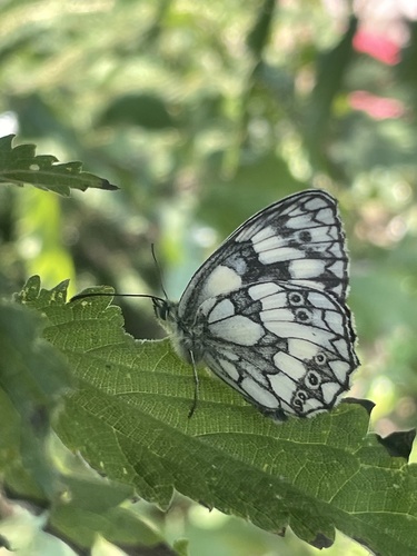 Marbled White
