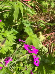 Geranium psilostemon