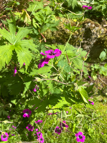 Geranium psilostemon, photograph 2