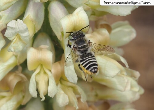 Silvery Leafcutter Bee