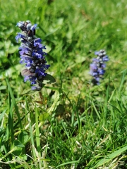 Ajuga reptans