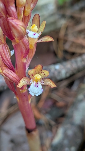 spotted coralroot