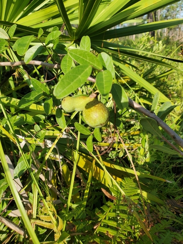 netted pawpaw