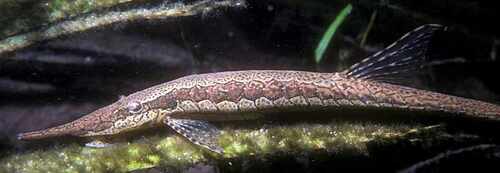Gestreepte twijgmeerval (Farlowella vittata) — Loricariidae — 5