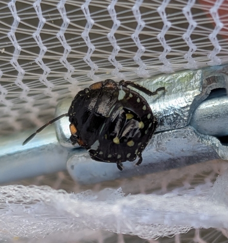Southern Green Stink Bug