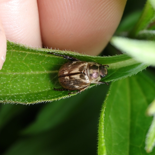 Oriental Beetle