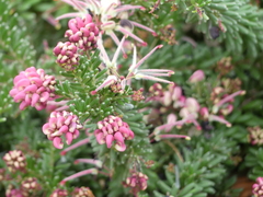 Grevillea lanigera
