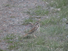 Melospiza melodia image