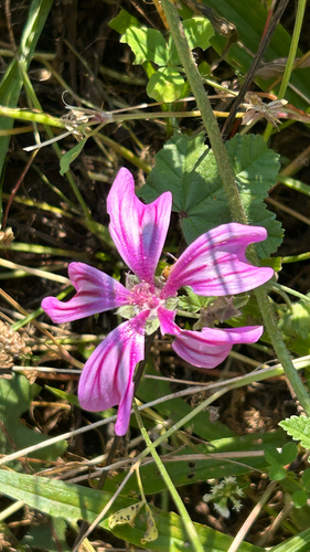 Common Mallow