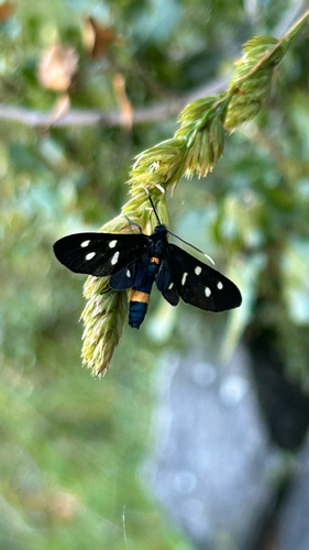 Nine-spotted Moth