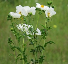 Argemone albiflora texana