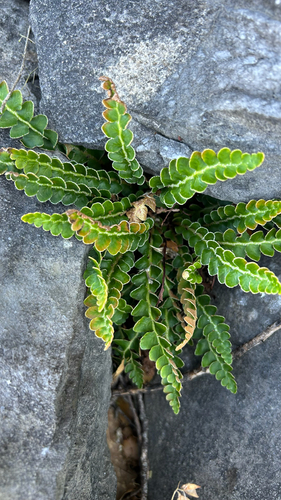 Rustyback