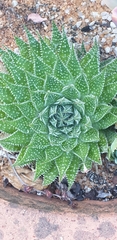 Aristaloe aristata