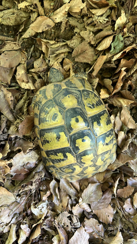 Hermann's Tortoise