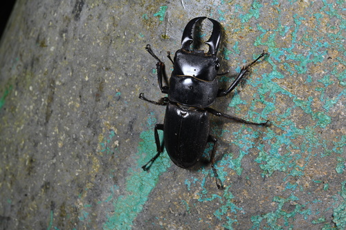 Serrognathus titanus okinawanus
